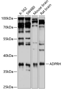 ADPRH antibody