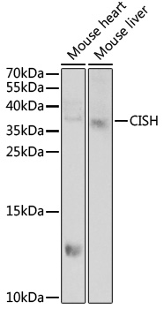 CISH antibody