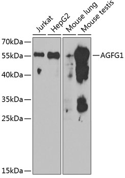 AGFG1 antibody