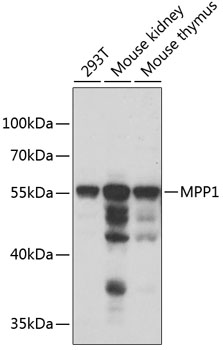 MPP1 antibody