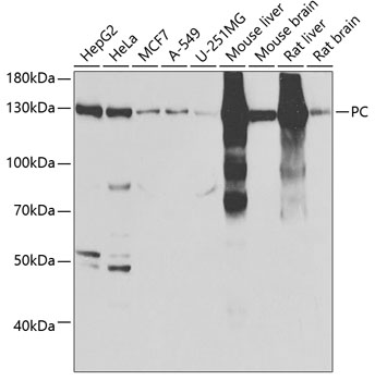 PC antibody