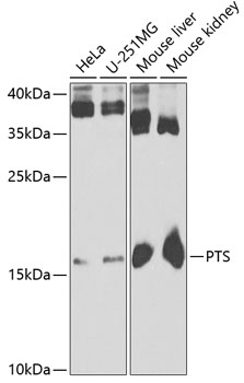 PTS antibody