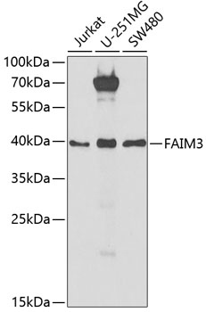 FAIM3 antibody