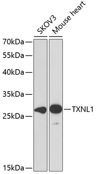 TXNL1 antibody