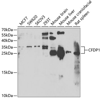 CFDP1 antibody