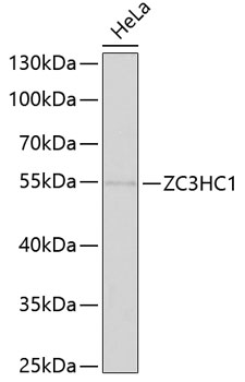 ZC3HC1 antibody