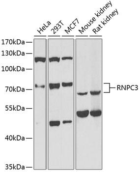 RNPC3 antibody