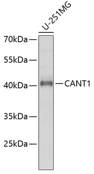 CANT1 antibody