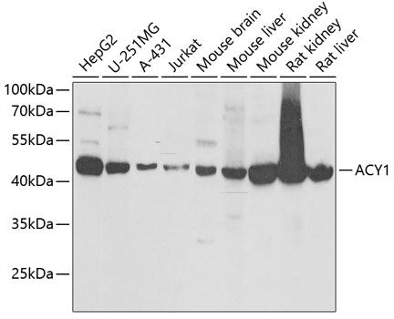 ACY1 antibody