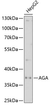 AGA antibody