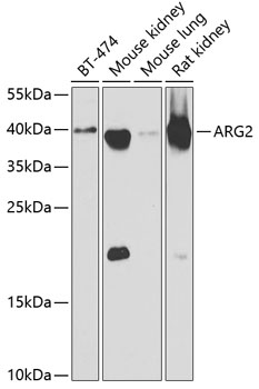 ARG2 antibody