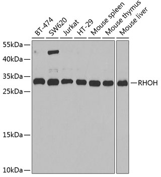 RHOH antibody