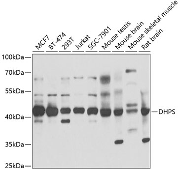 DHPS antibody