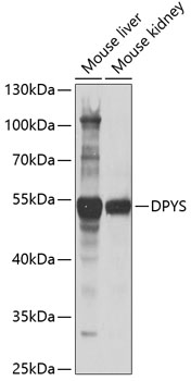 DPYS antibody