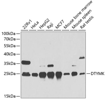 DTYMK antibody