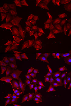 PCBD1 antibody