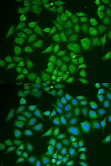 PNOC antibody