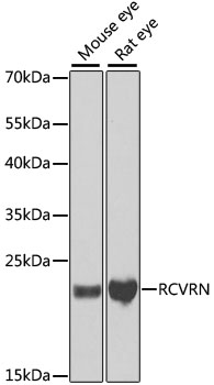 RCVRN antibody