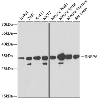 SNRPA antibody