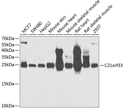 C21orf33 antibody