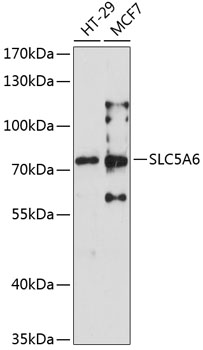 SLC5A6 antibody