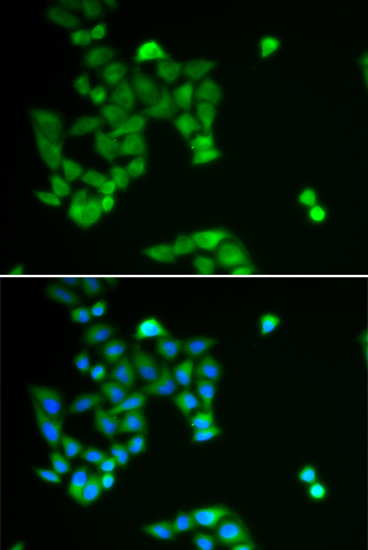 PJA2 antibody