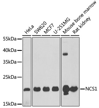 NCS1 antibody