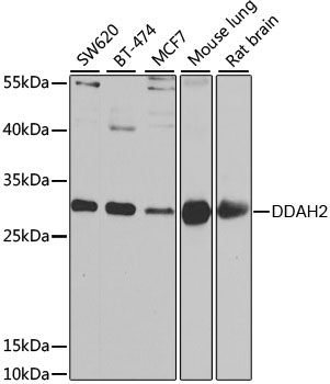 DDAH2 antibody