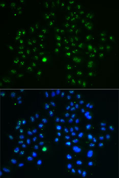 GNL3 antibody