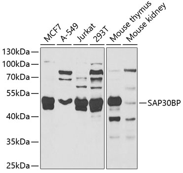 SAP30BP antibody