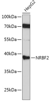 NRBF2 antibody