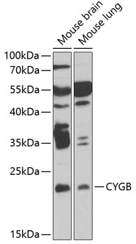 CYGB antibody