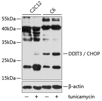 DDIT3 antibody