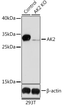 AK2 antibody