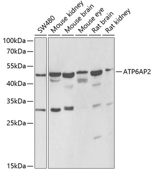 ATP6AP2 antibody