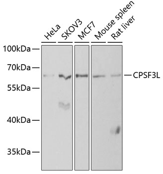 CPSF3L antibody