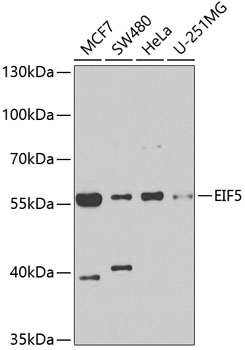 EIF5 antibody