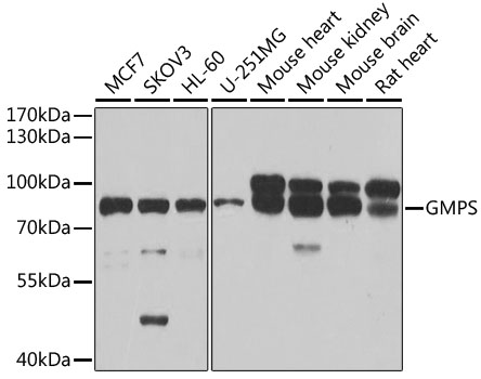 GMPS antibody