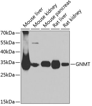 GNMT antibody