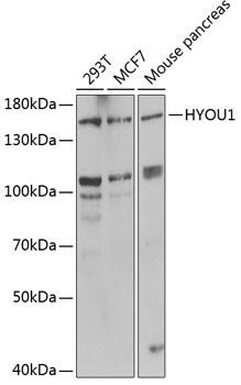 HYOU1 antibody