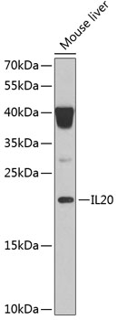 IL20 antibody