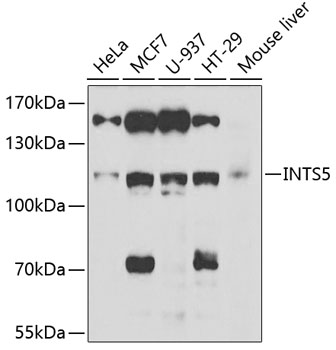 INTS5 antibody