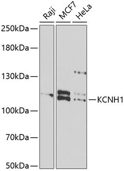 KCNH1 antibody