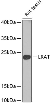 LRAT antibody