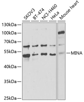 MINA antibody