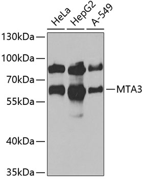 MTA3 antibody