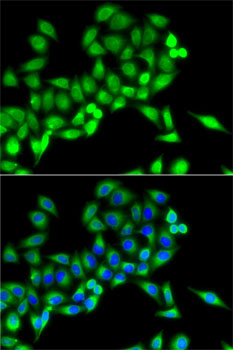NFS1 antibody