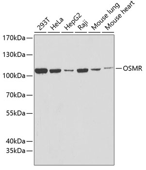 OSMR antibody