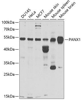 PANX1 antibody