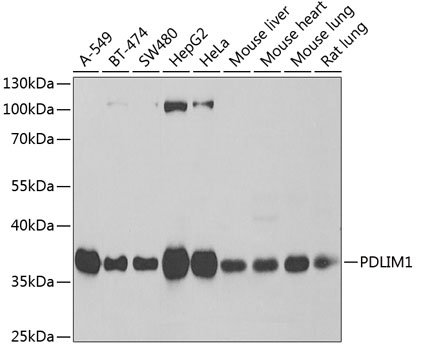 PDLIM1 antibody